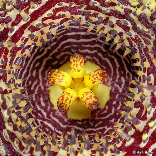 Huernia hystrix