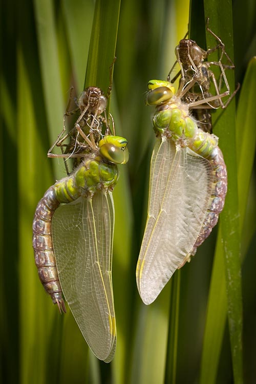 Synchronised birth of an Emperor