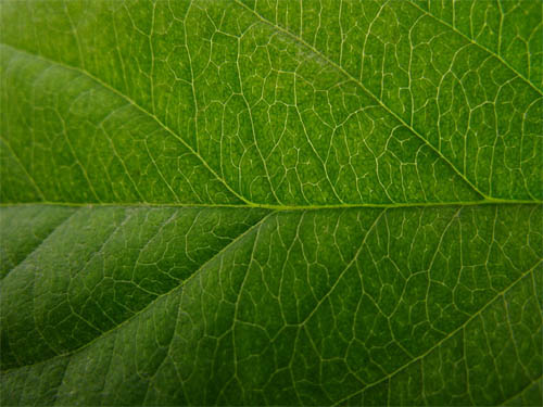 Apple Leaf Texture