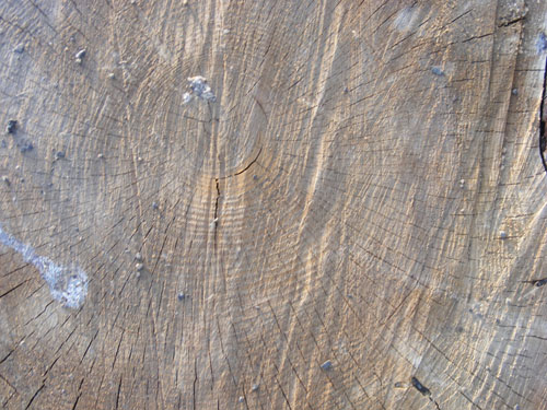Tree Wood Texture 13