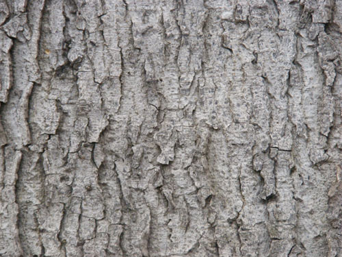 Tree Wood Texture 6