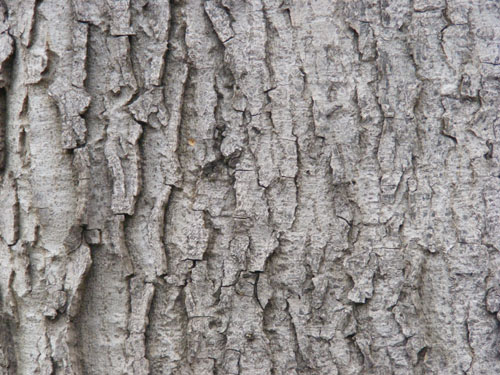 Tree Wood Texture 7
