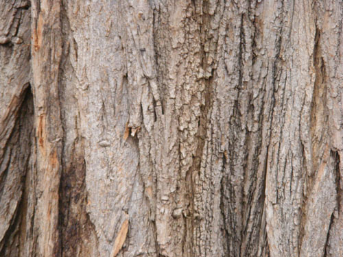 Tree Wood Texture 8