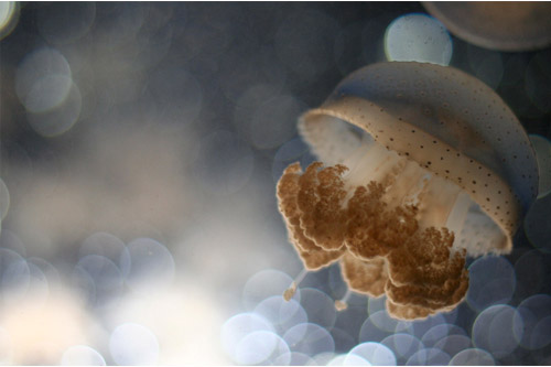 Dreaming Jellyfish by David JANSSEN