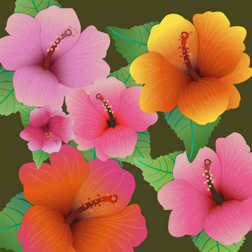 hibiscus flowers - vector freebies