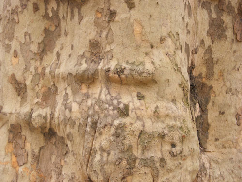 Tree Wood Texture 1