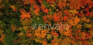 Envato premium free download file Aerial View Of The Autumn Forest